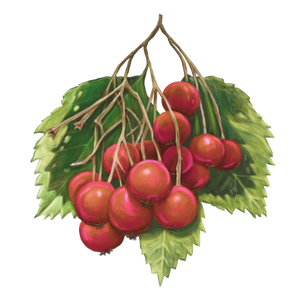 Gaiae_Bloom_oil  kokum butter 