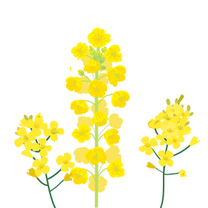 Gaiae_Bloom_oil  Canoila oil