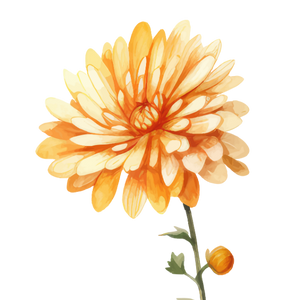 Gaiae Bloom oil Chrysanthemum