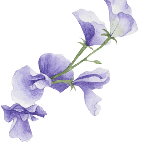 Gaiae Bloom oil butterfly_pea