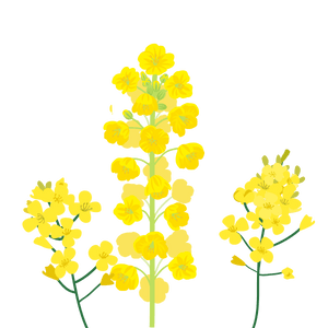 Gaiae_Bloom_oil  Canoila oil