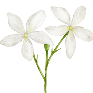 Gaiae Essential oil blends ingredients