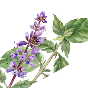 Gaiae Essential oil blends ingredients