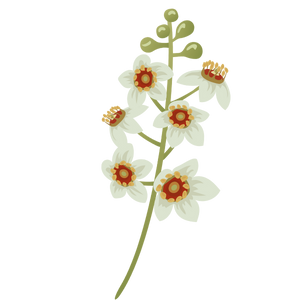 Gaiae Essential oil blends ingredients