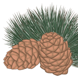 Gaiae Essential oil blends ingredients