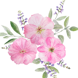 Gaiae Natural Yoni oil ingredients Geranium