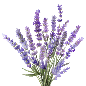 Gaiae Natural Yoni oil ingredients Lavender