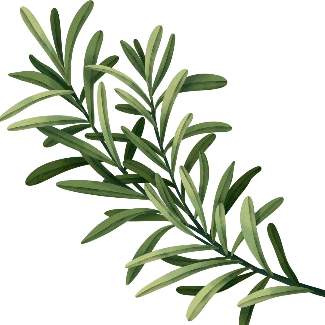 Gaiae Natural Yoni oil ingredients Rosemary