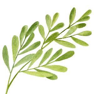 Gaiae Natural Yoni oil ingredients Tea_Tree_Oil