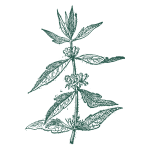 Gaiae Yoni pearl ingredients