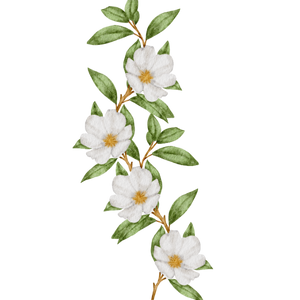 Gaiae Yoni pearl ingredients